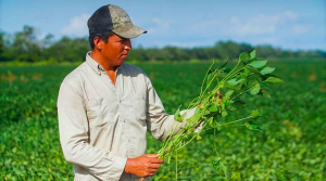 Empresarios afirman que transg&eacute;nico de la soya ayudar&aacute; a producir biodi&eacute;sel